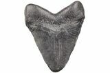 Fossil Megalodon Tooth - South Carolina #203141-1